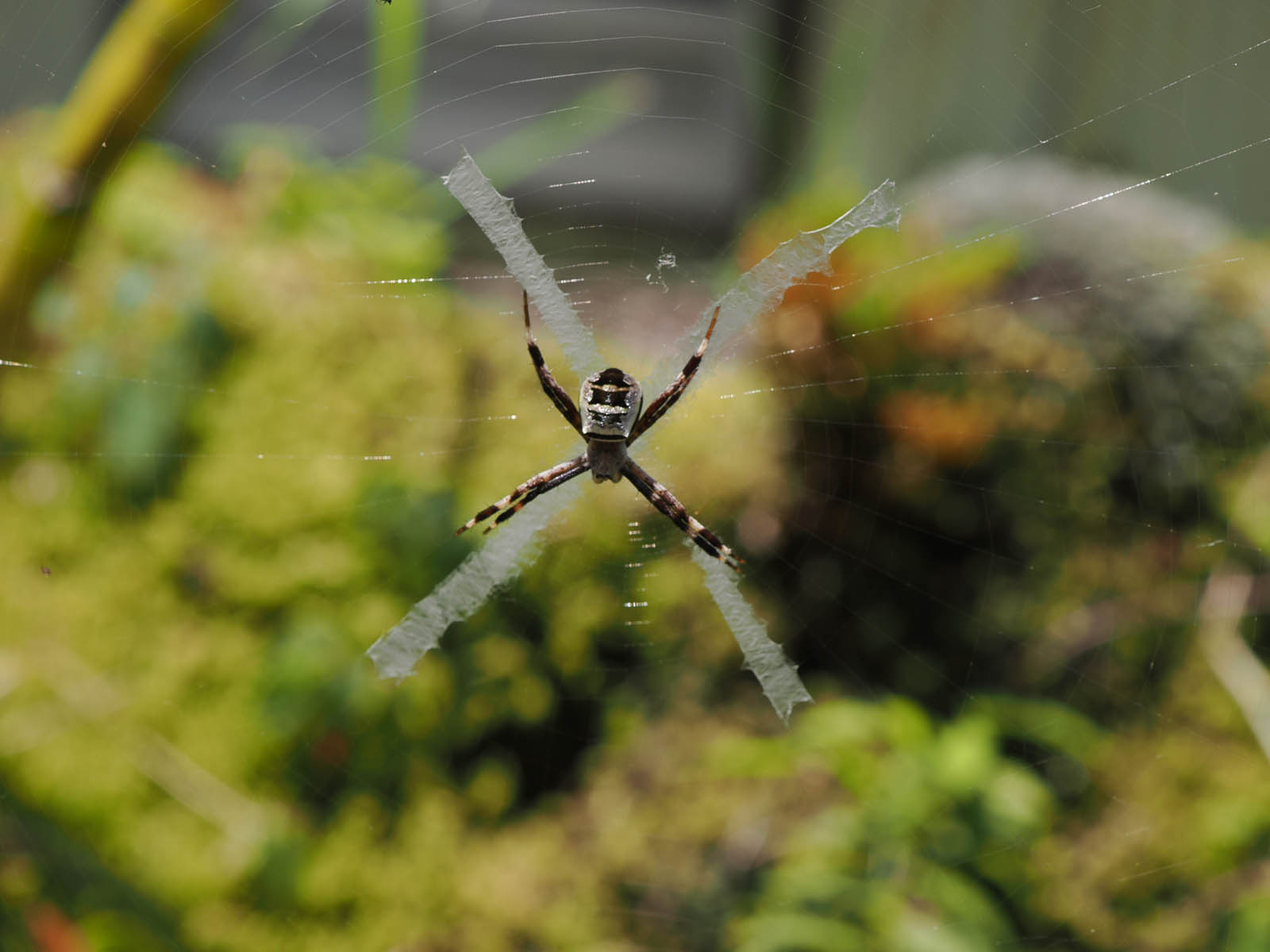 コガネグモの仲間2種と中秋の名月