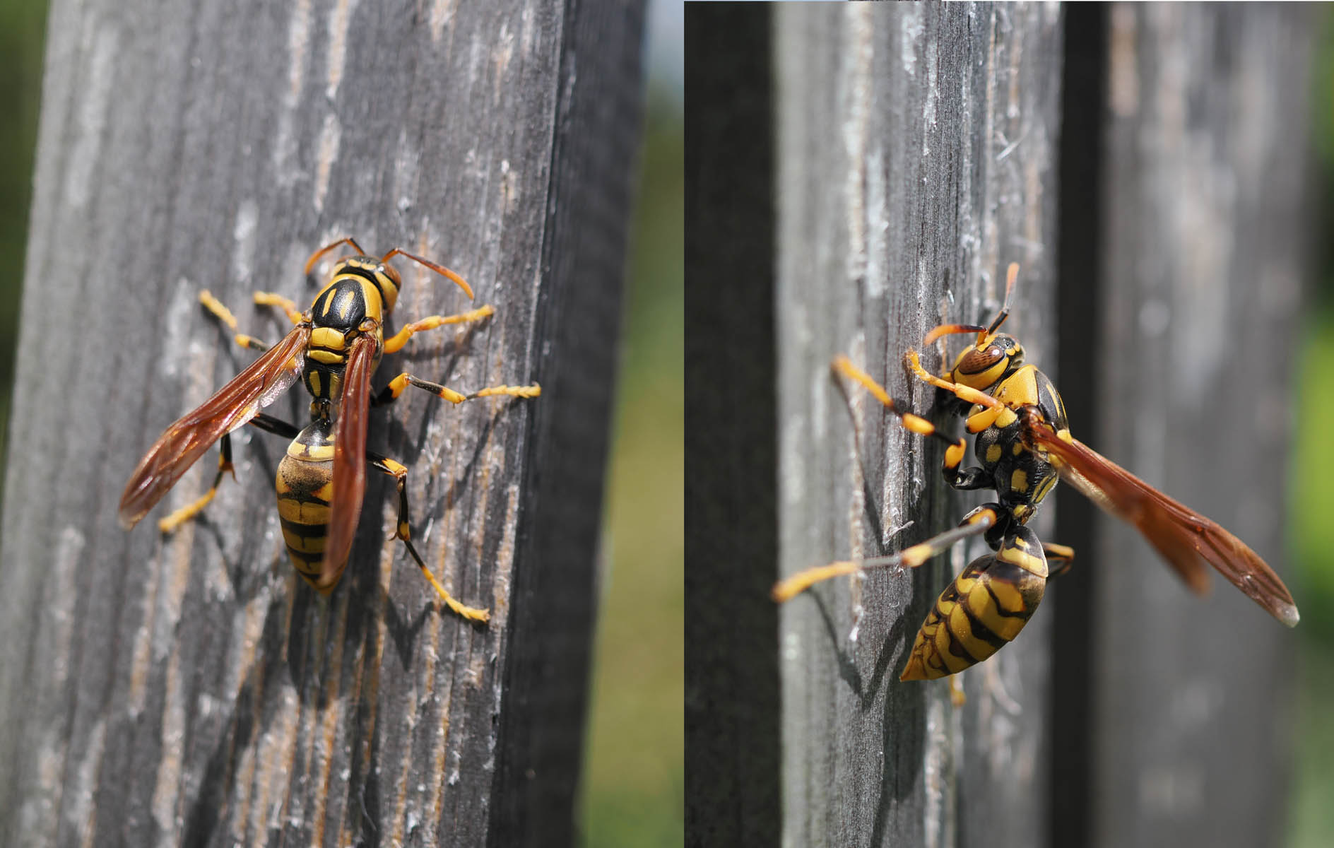 キアシナガバチとレモンの木