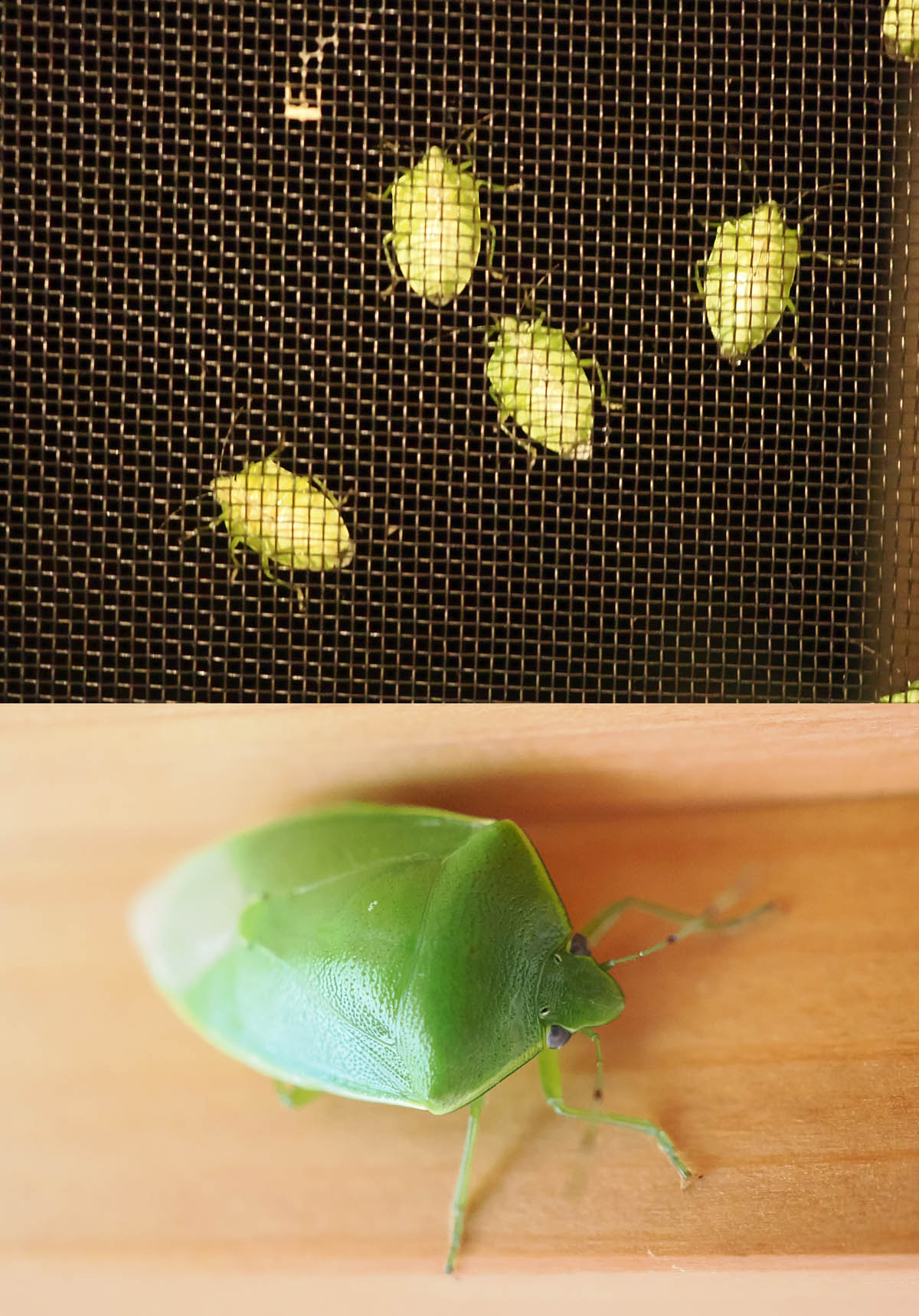 カメムシの大発生