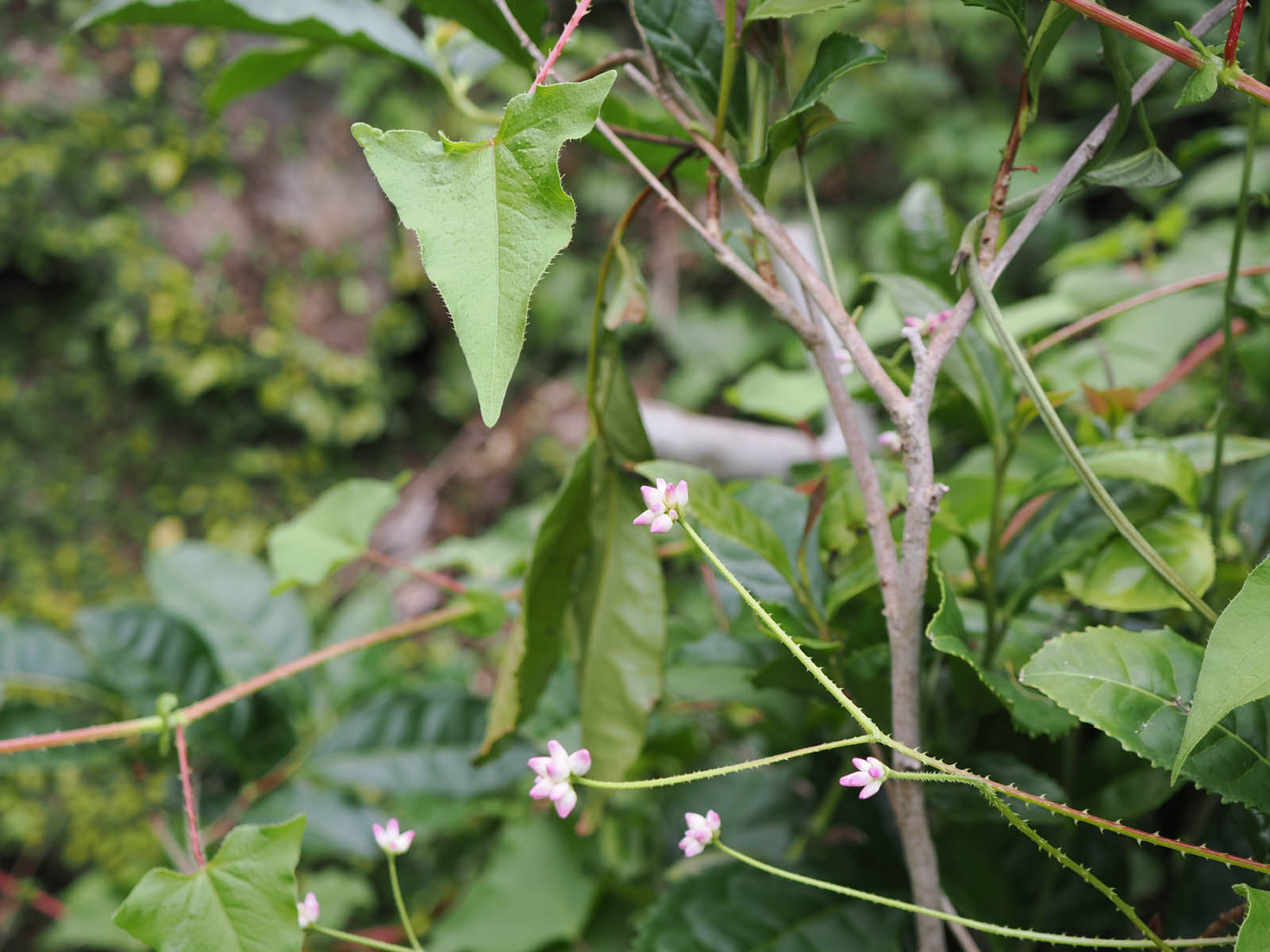 ママコノシリヌグイとイシミカワ