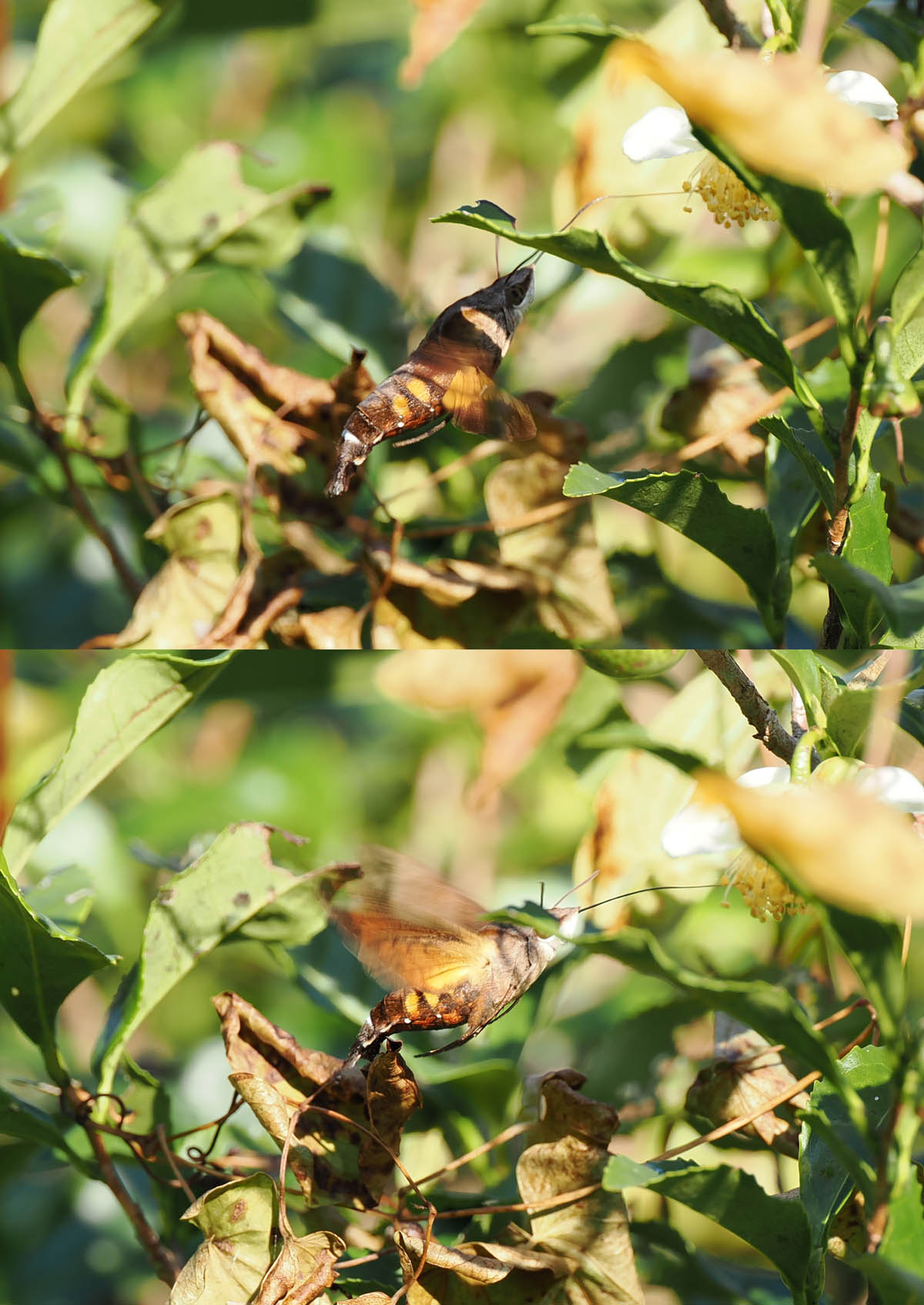 スズメガの仲間、ホシホウジャク