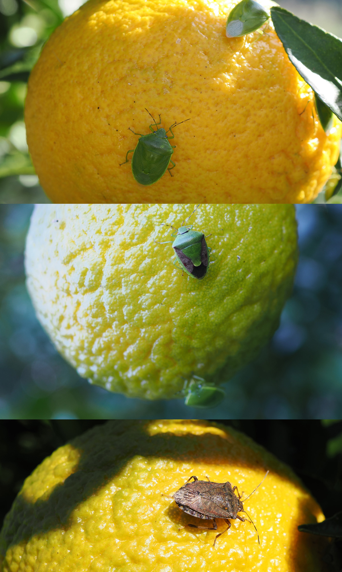 カメムシによるミカン被害