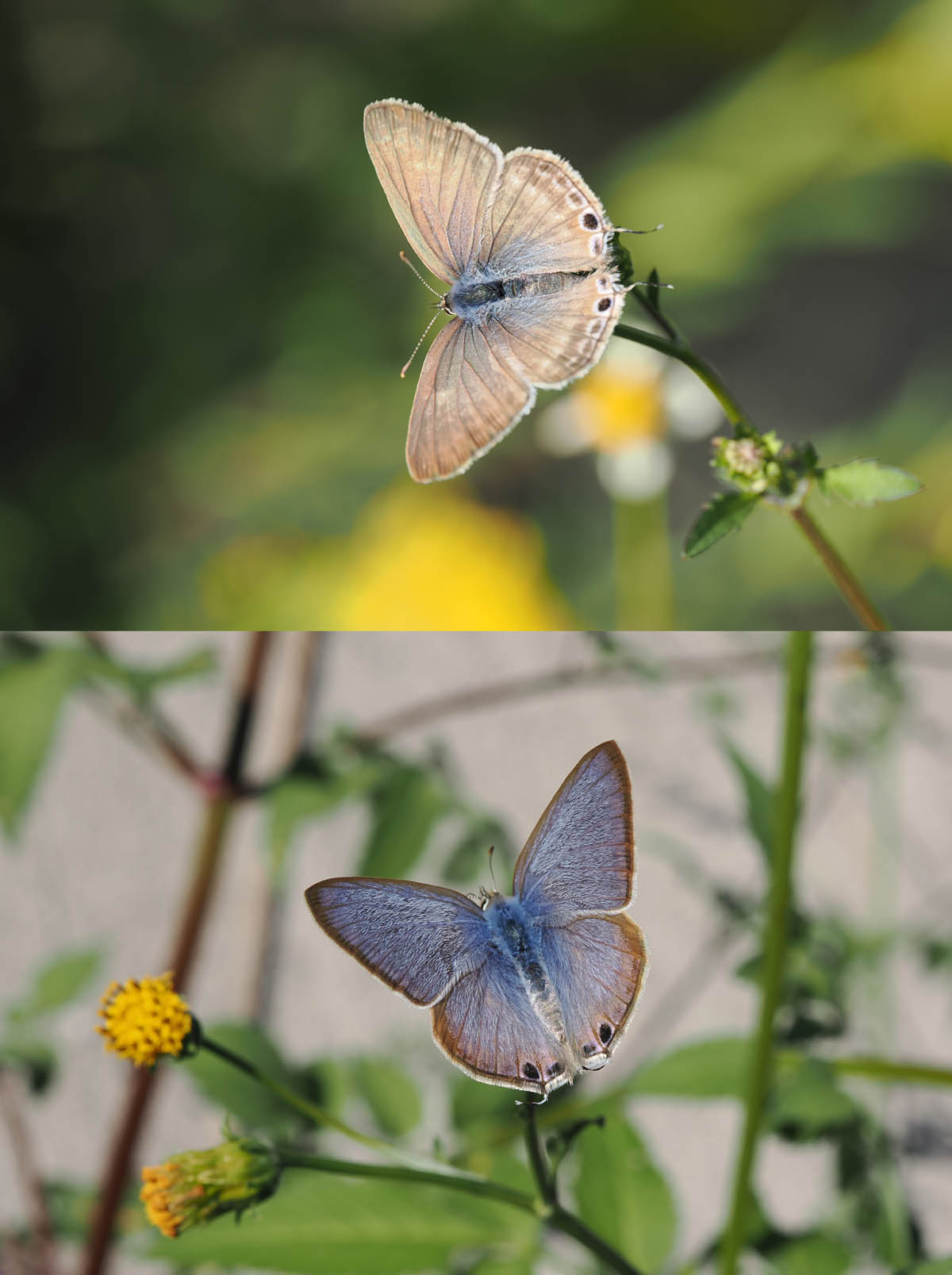センダングサの仲間3種