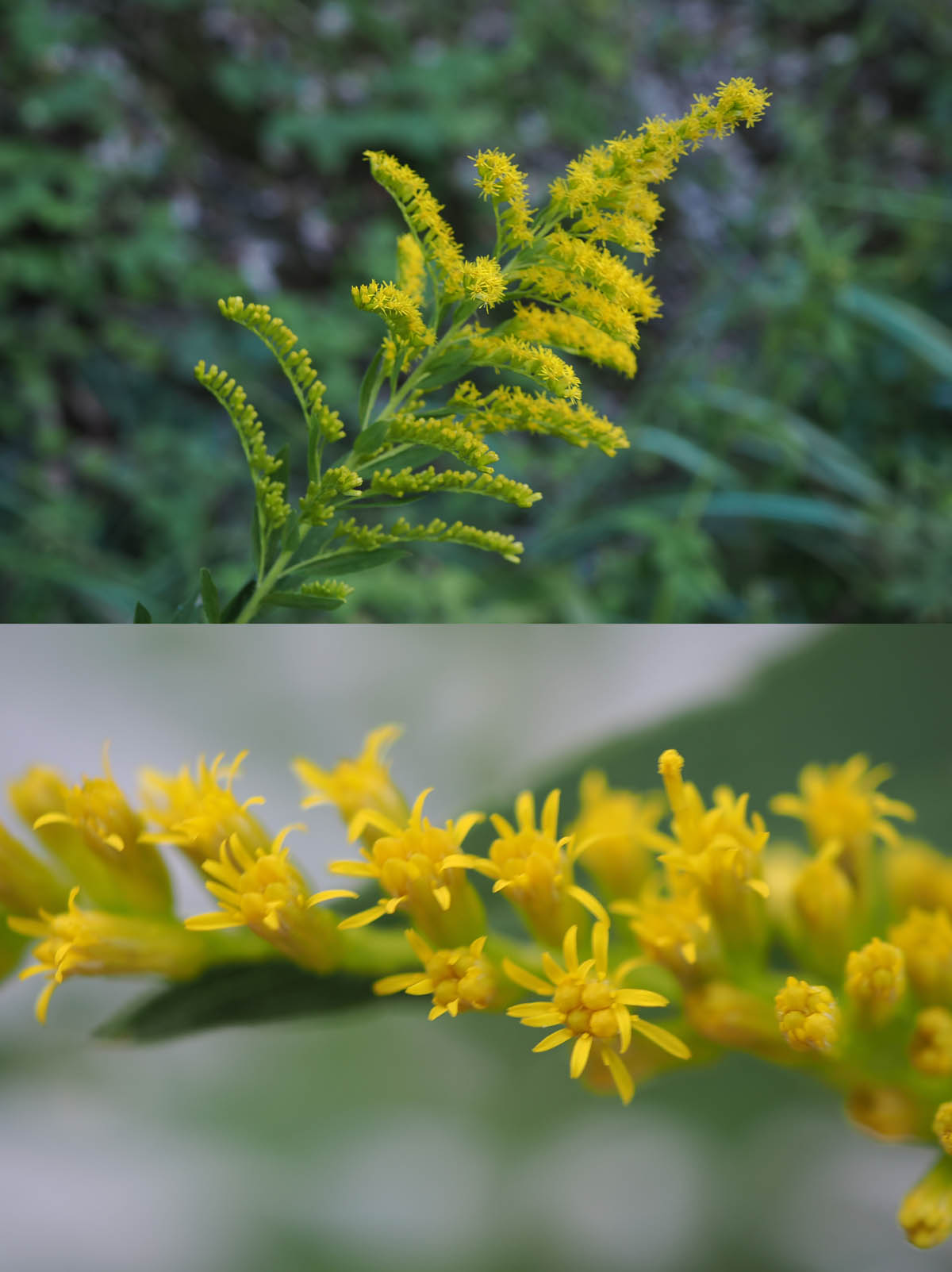 セイタカアワダチソウの繁茂