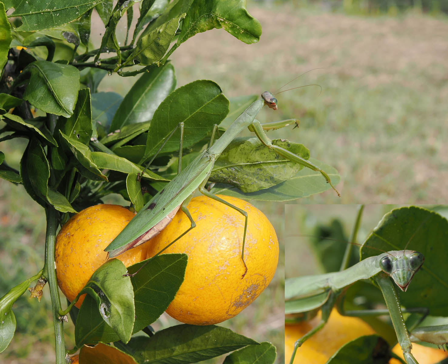 ミカン上のクモとカマキリ