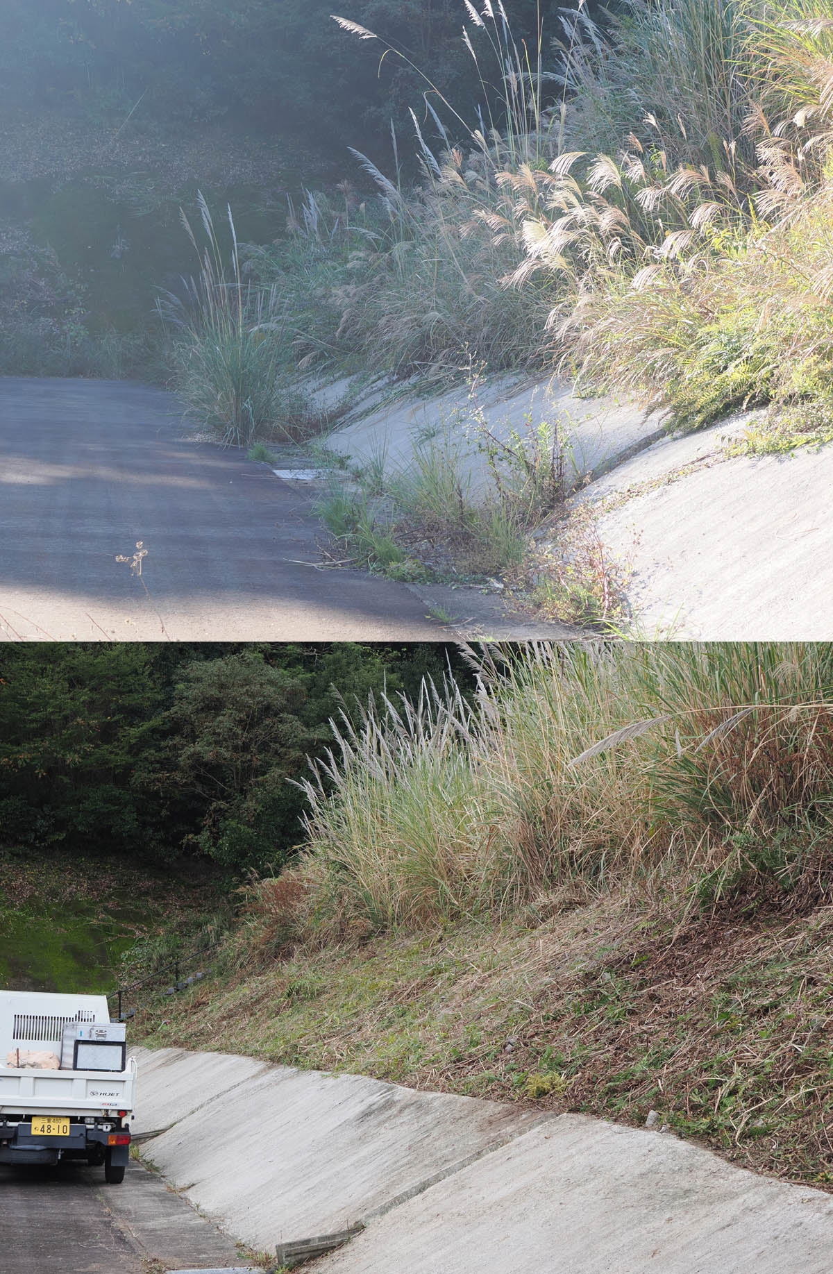 法面に咲く雑草の花に集まる昆虫