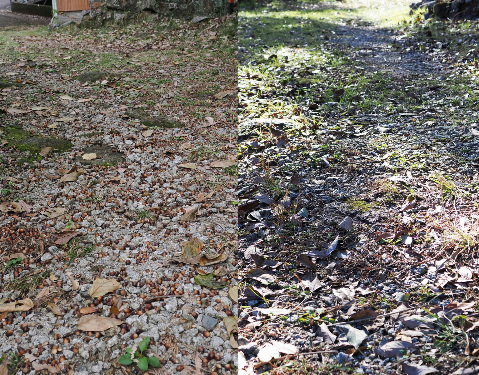 ドングリの不作