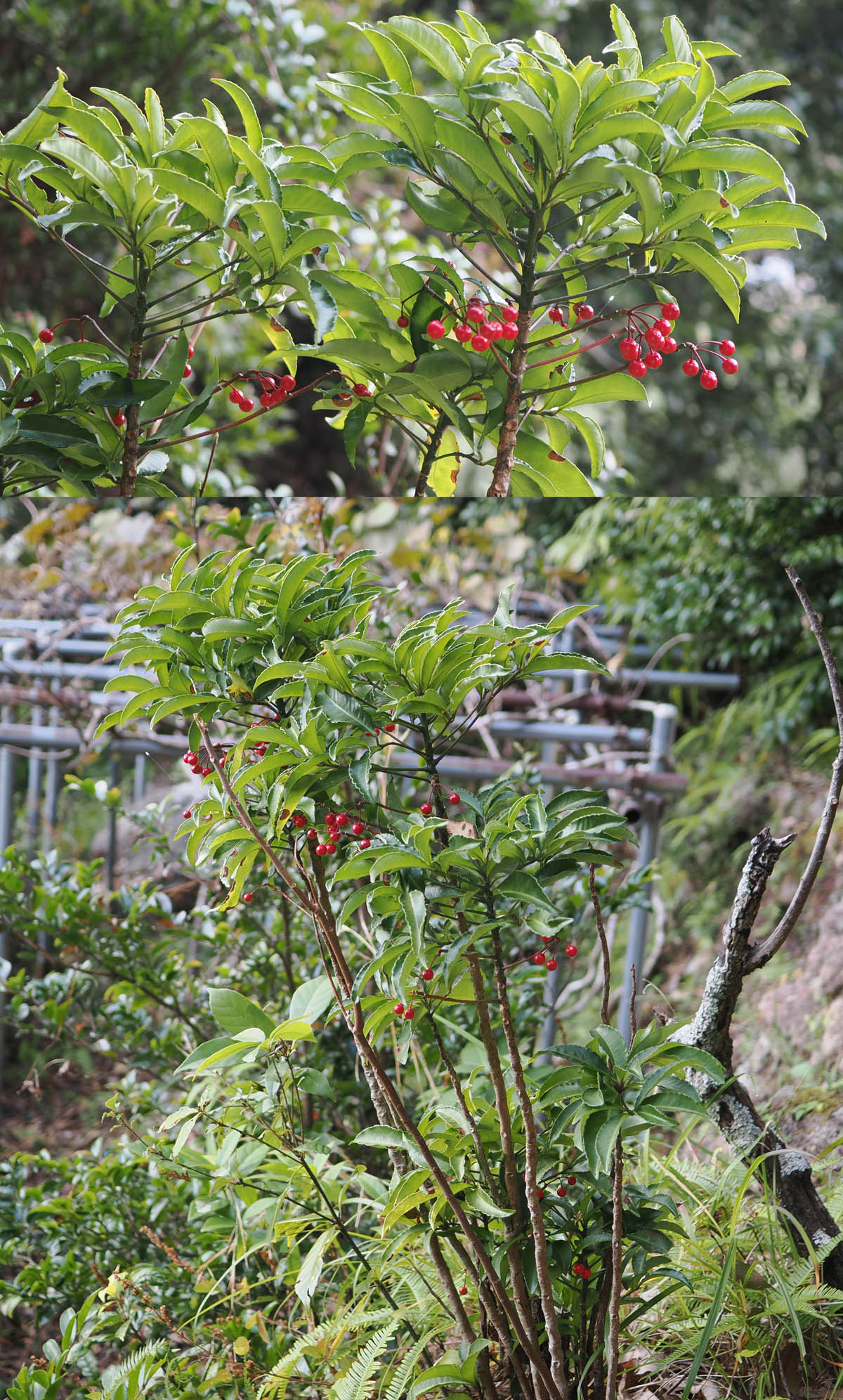 暮れに赤い実をつける草木