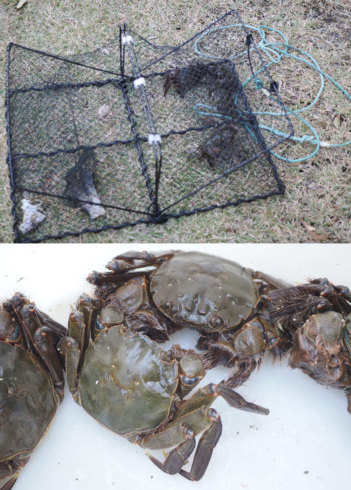 モクズガニとエビ達