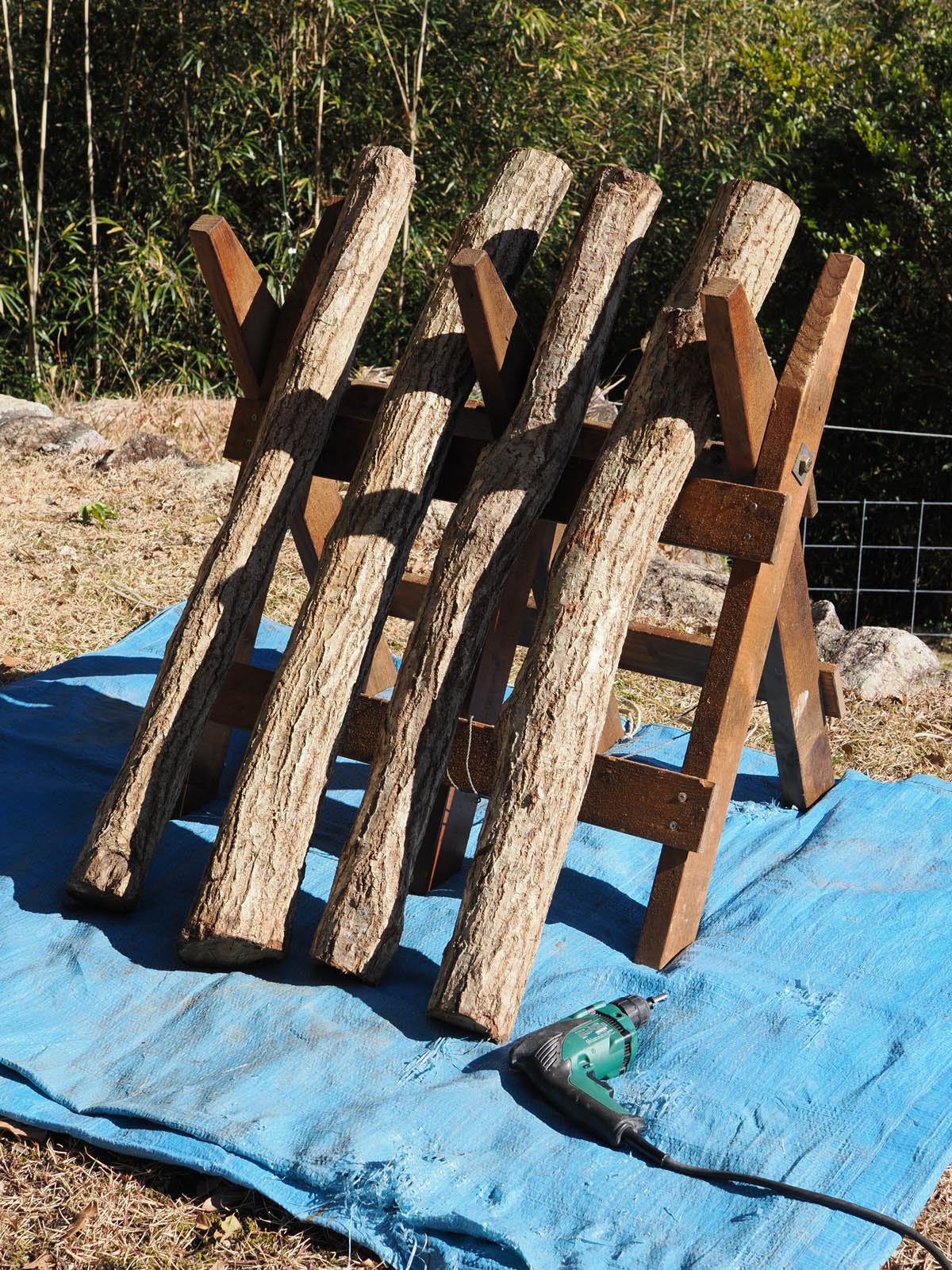 シイタケ菌の接種