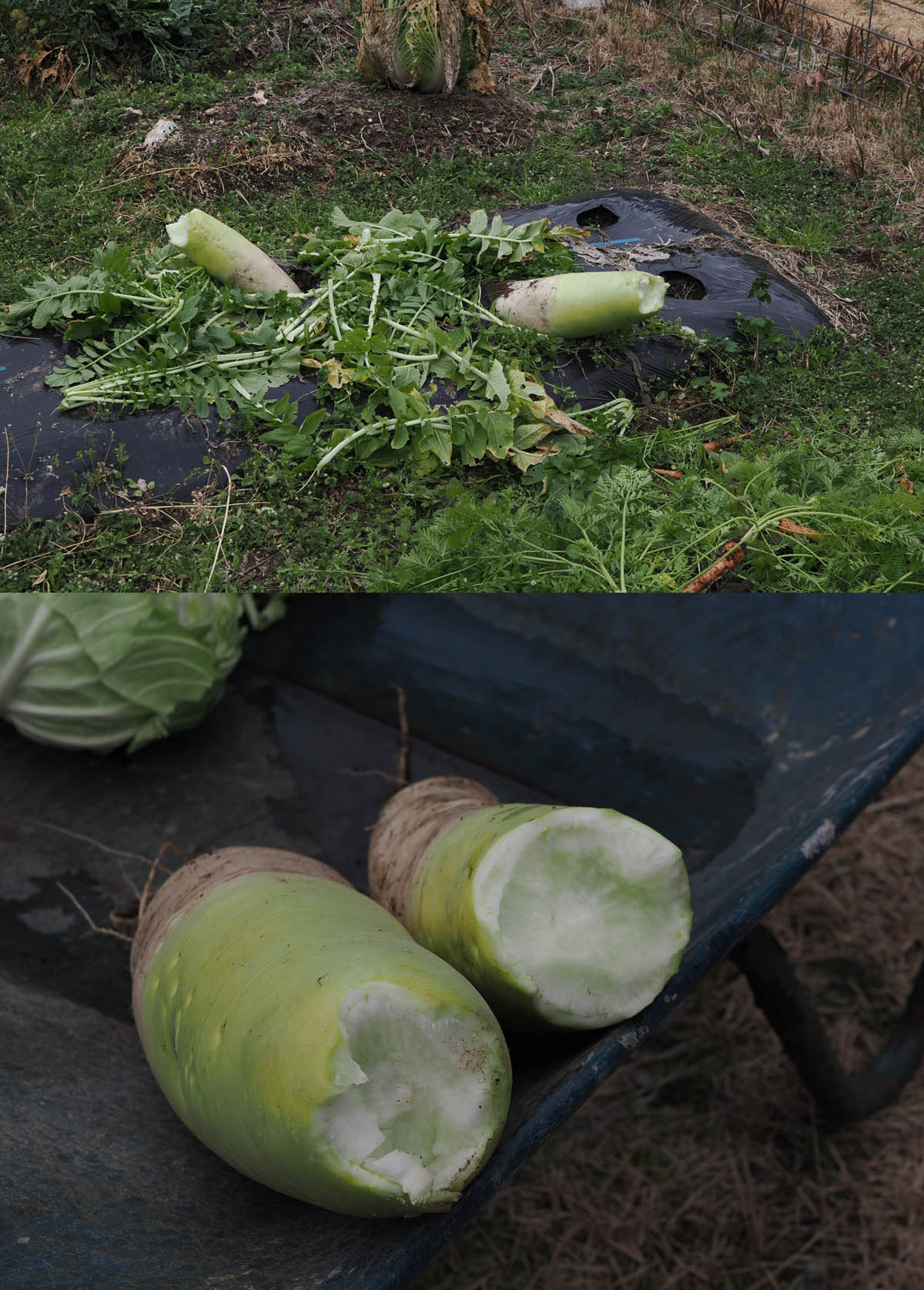 野菜が食われた