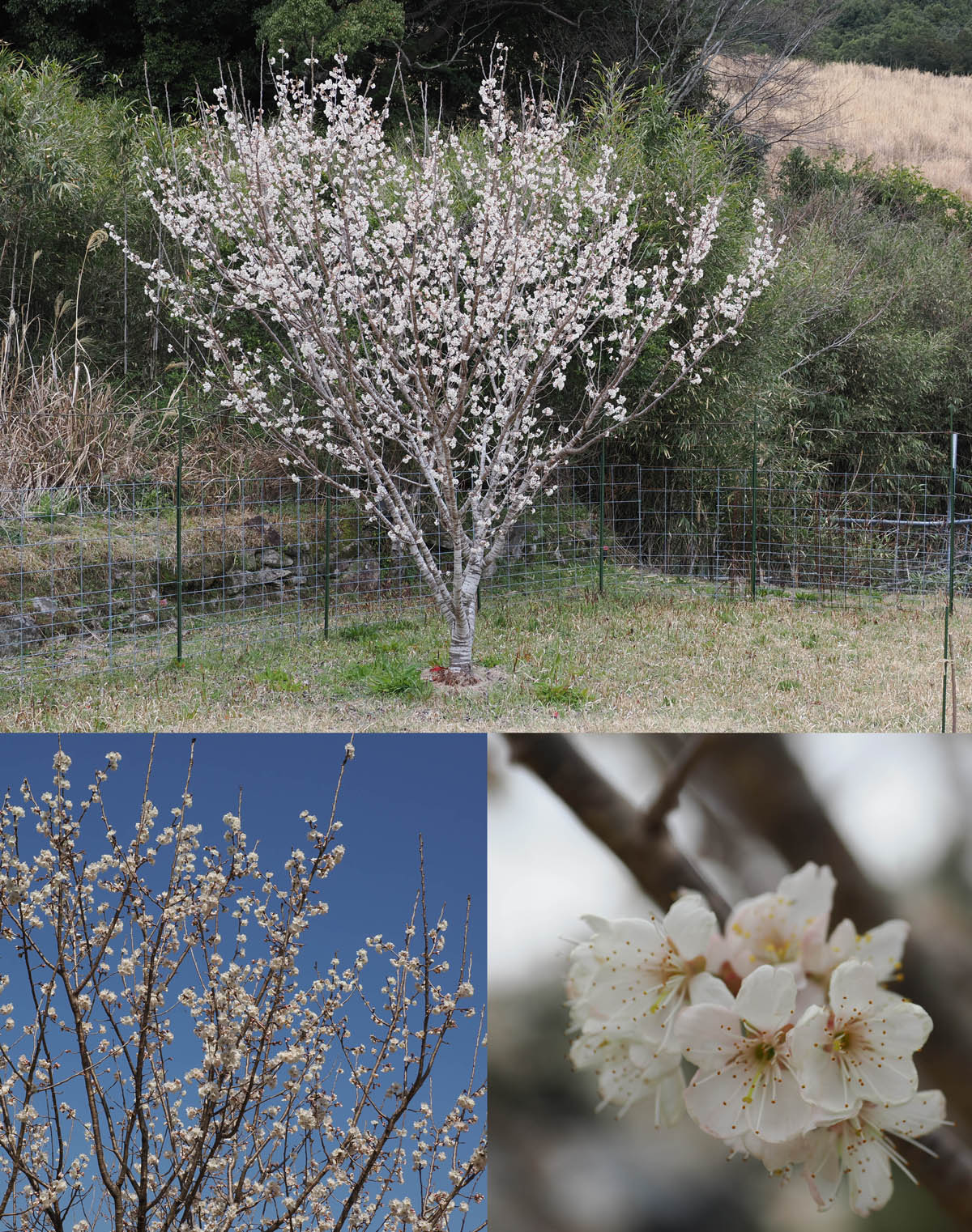 サクラとプラムの花