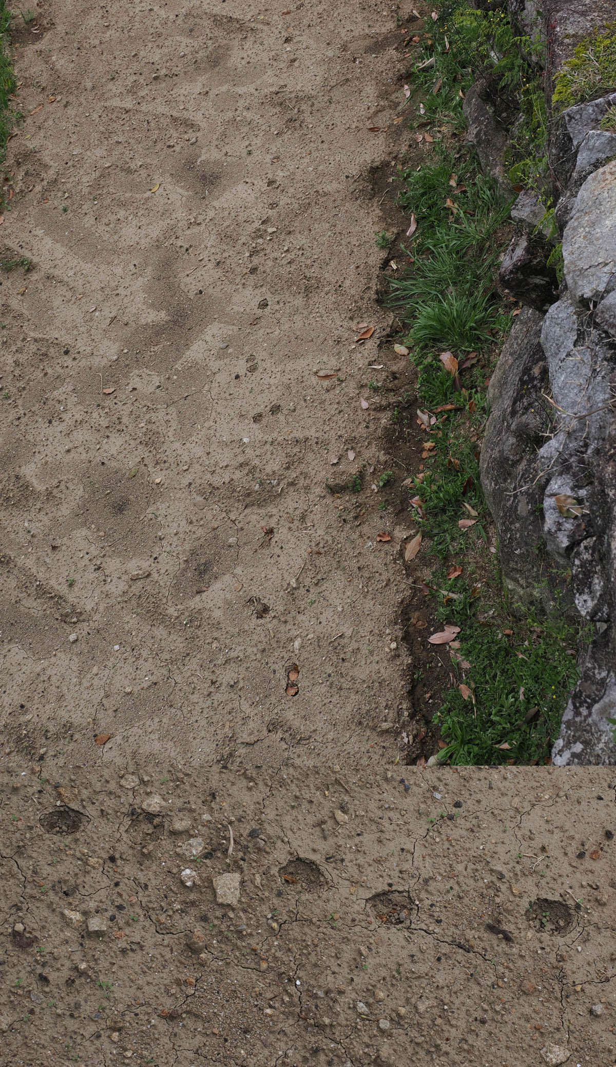 凶暴なハクビシン