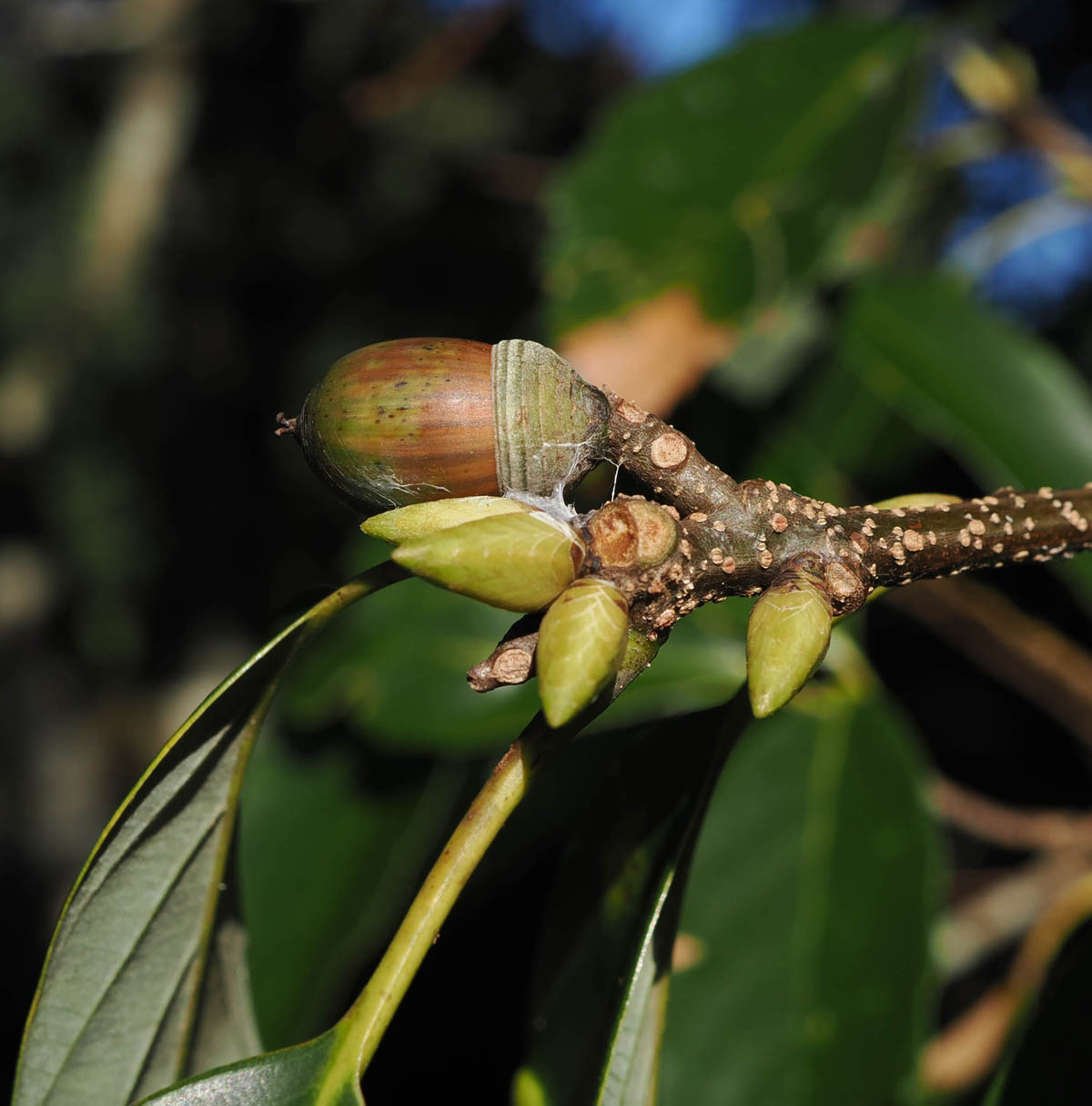 アラカシの四季