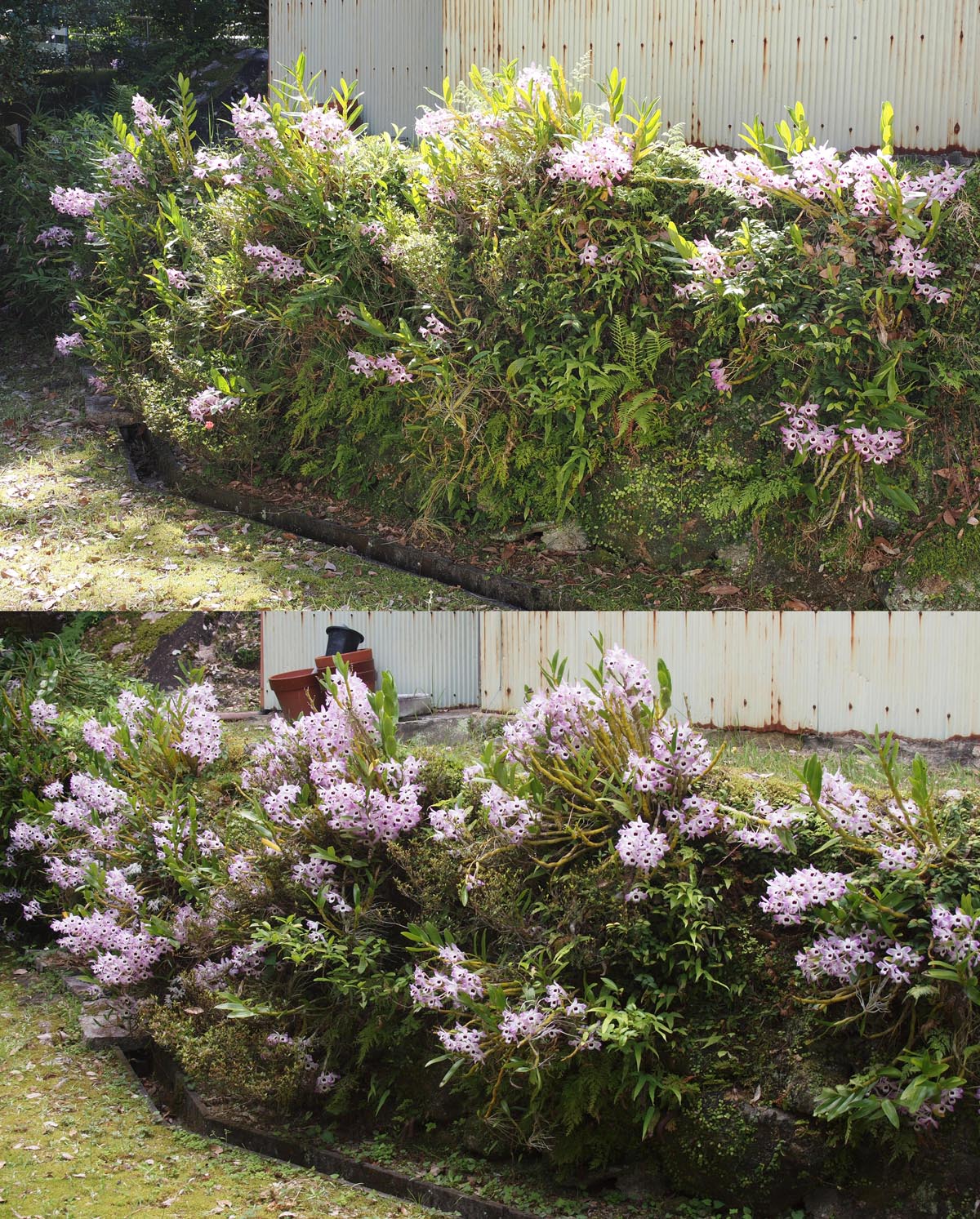 蘭1：デンドロビウム1