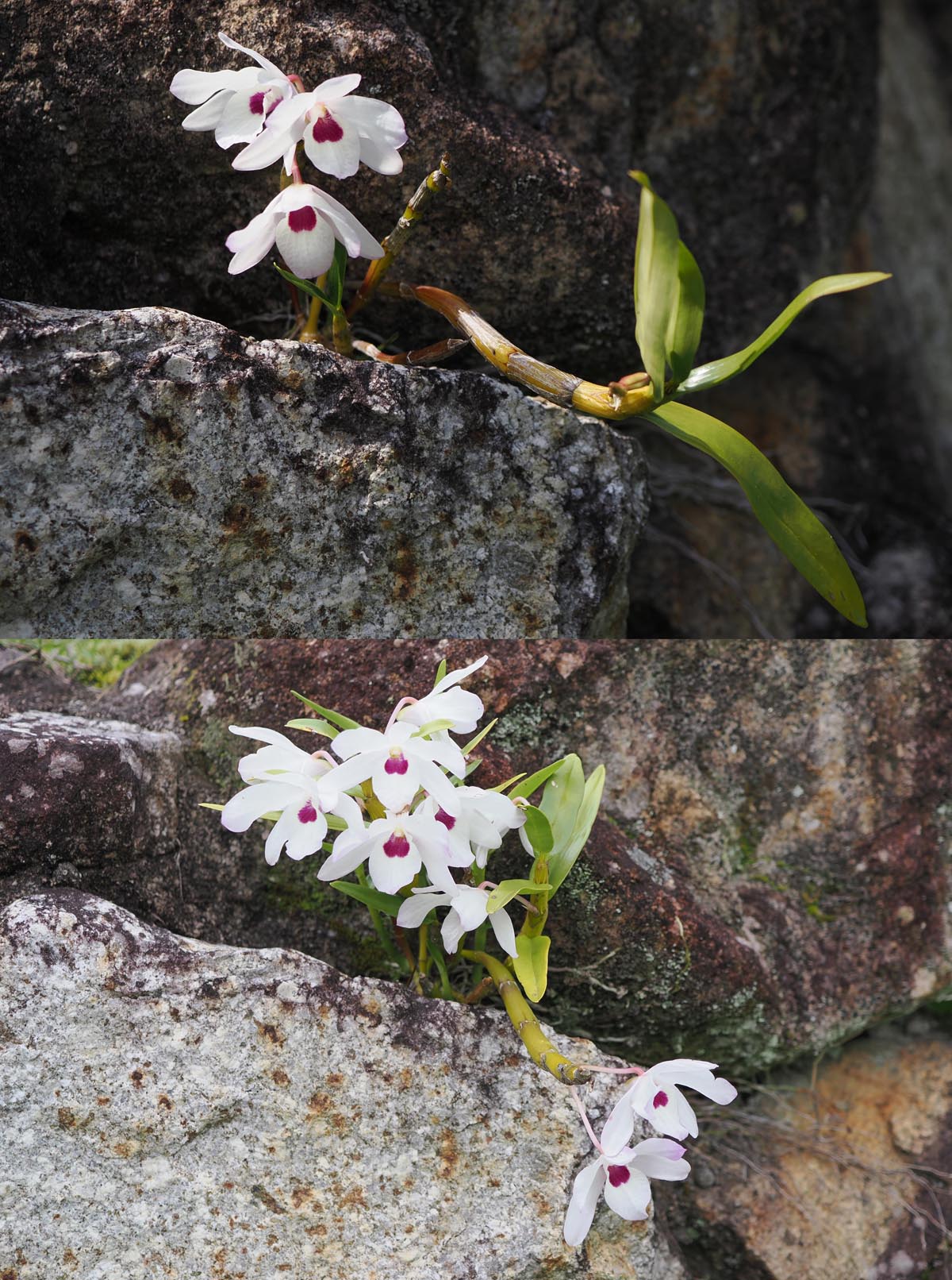 蘭3：デンドロビウム2