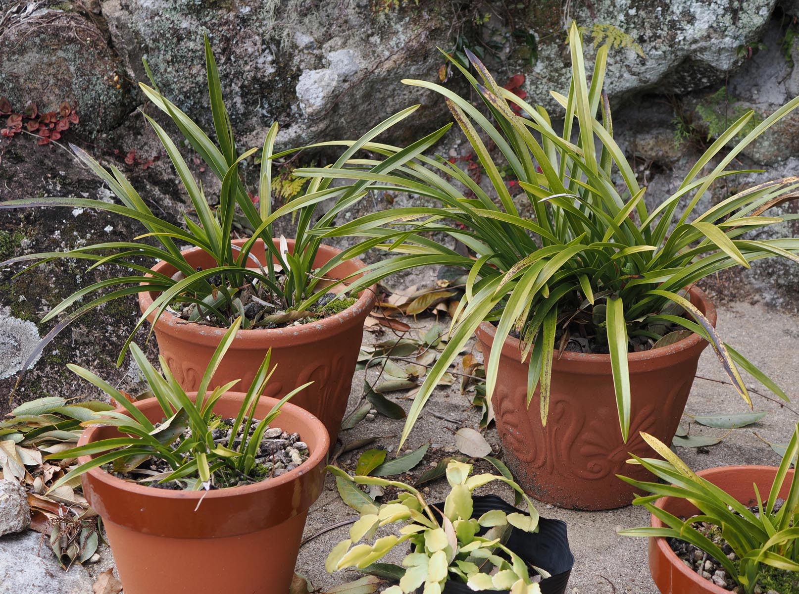 蘭5：キンリョウヘン