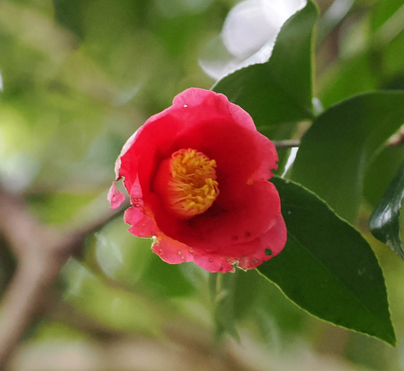 雨上がりのヤブツバキの花