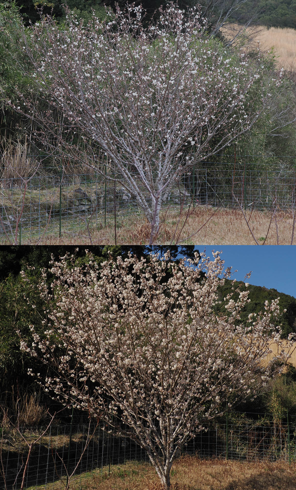 サクランボの花