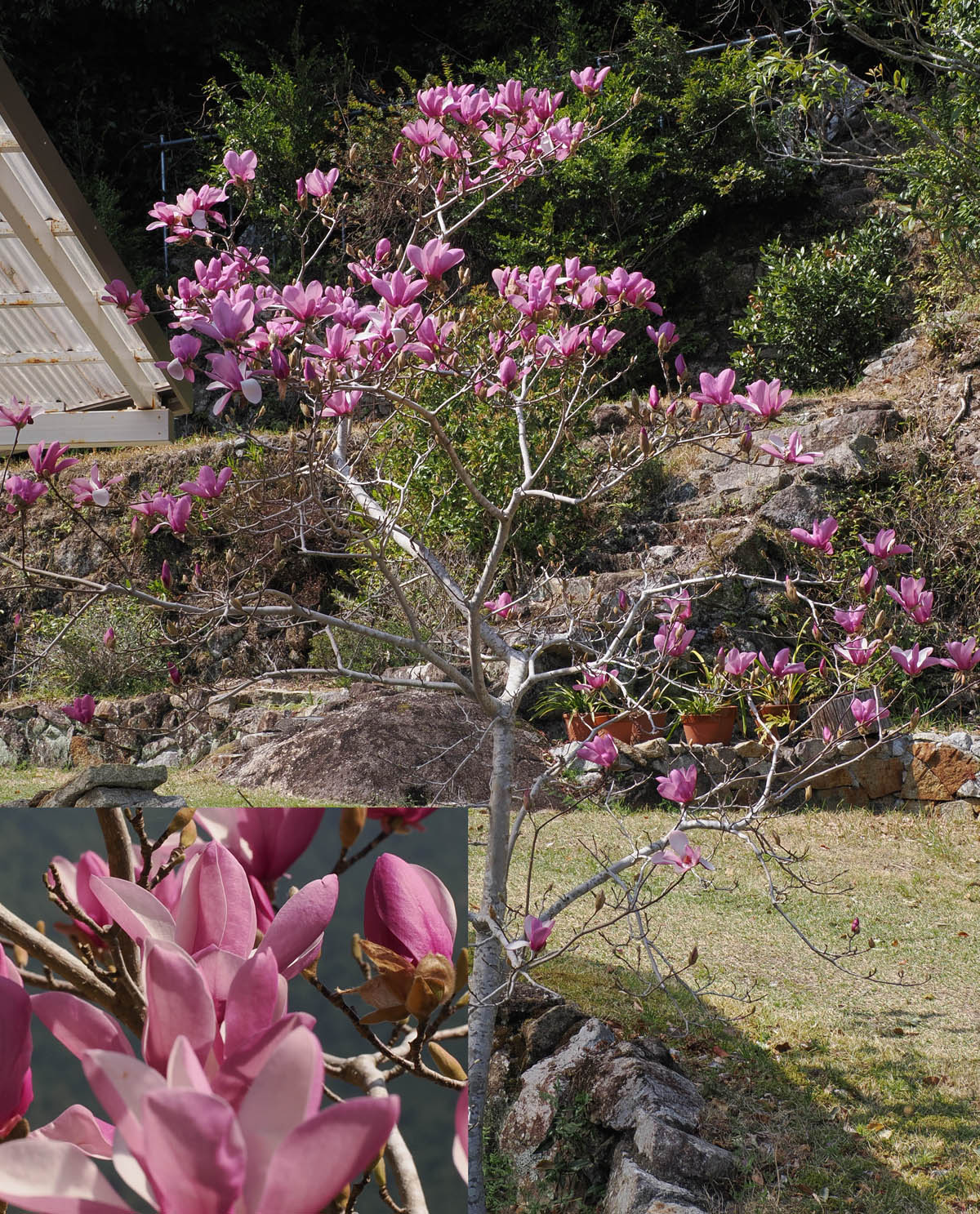 庭木や果樹が一斉に花盛り