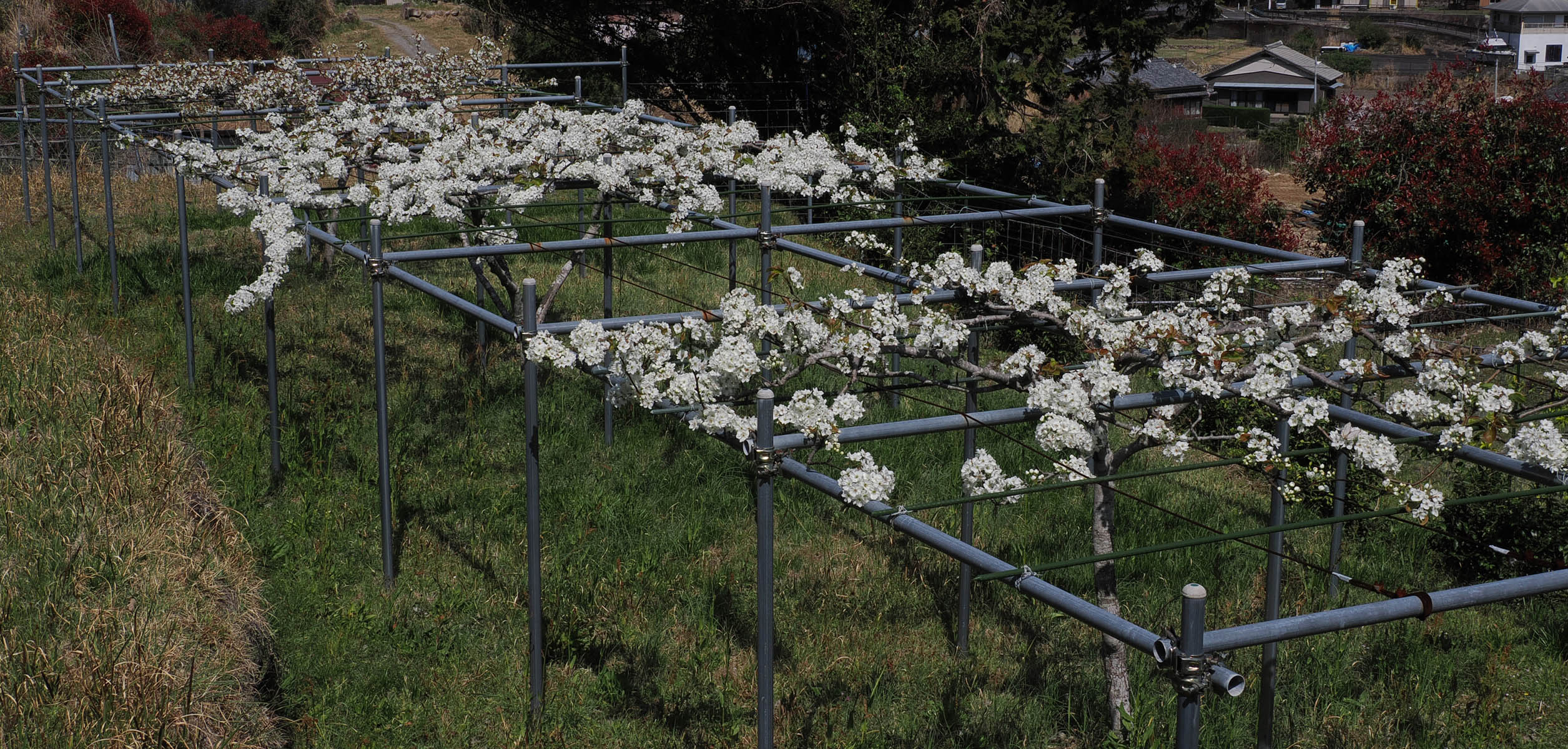 続く果樹や庭木の花