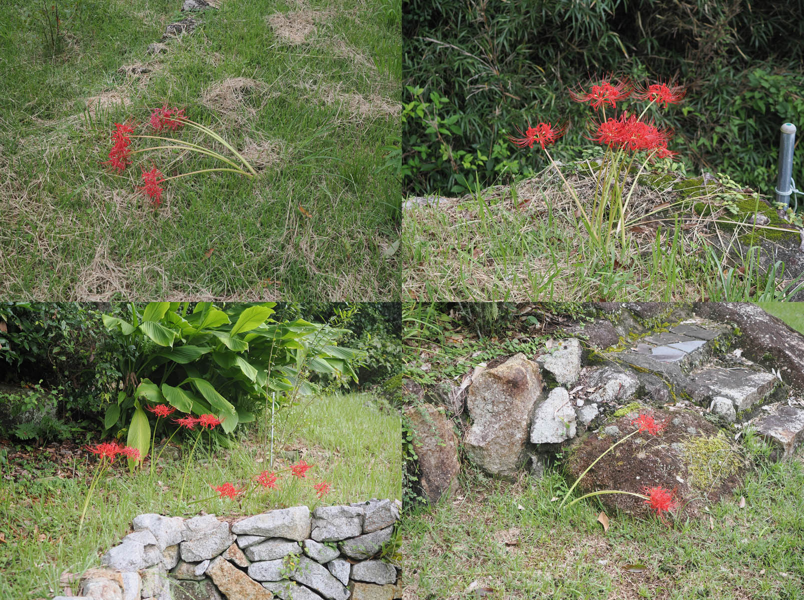 ヒガンバの花と葉