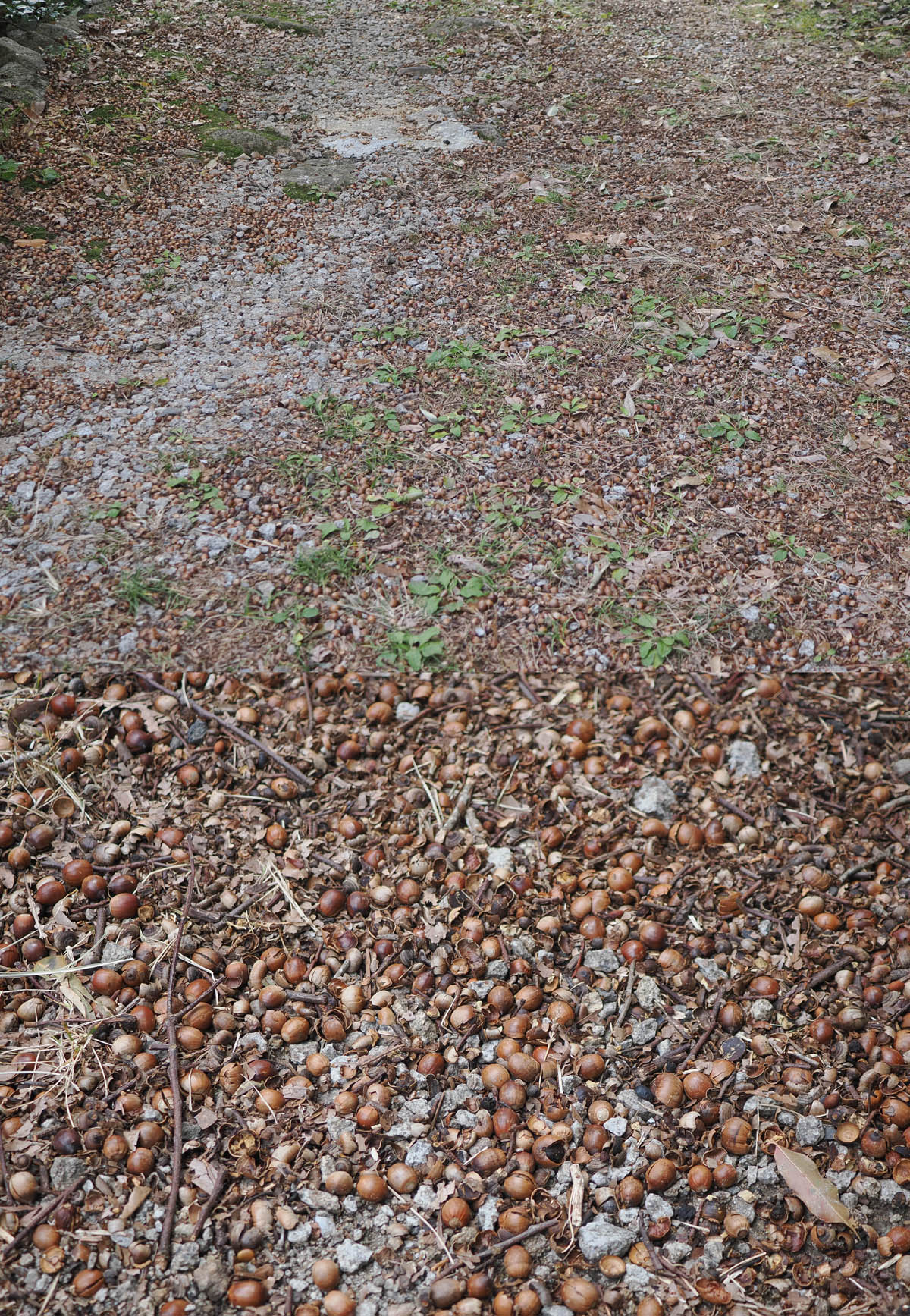 ドングリの大豊作