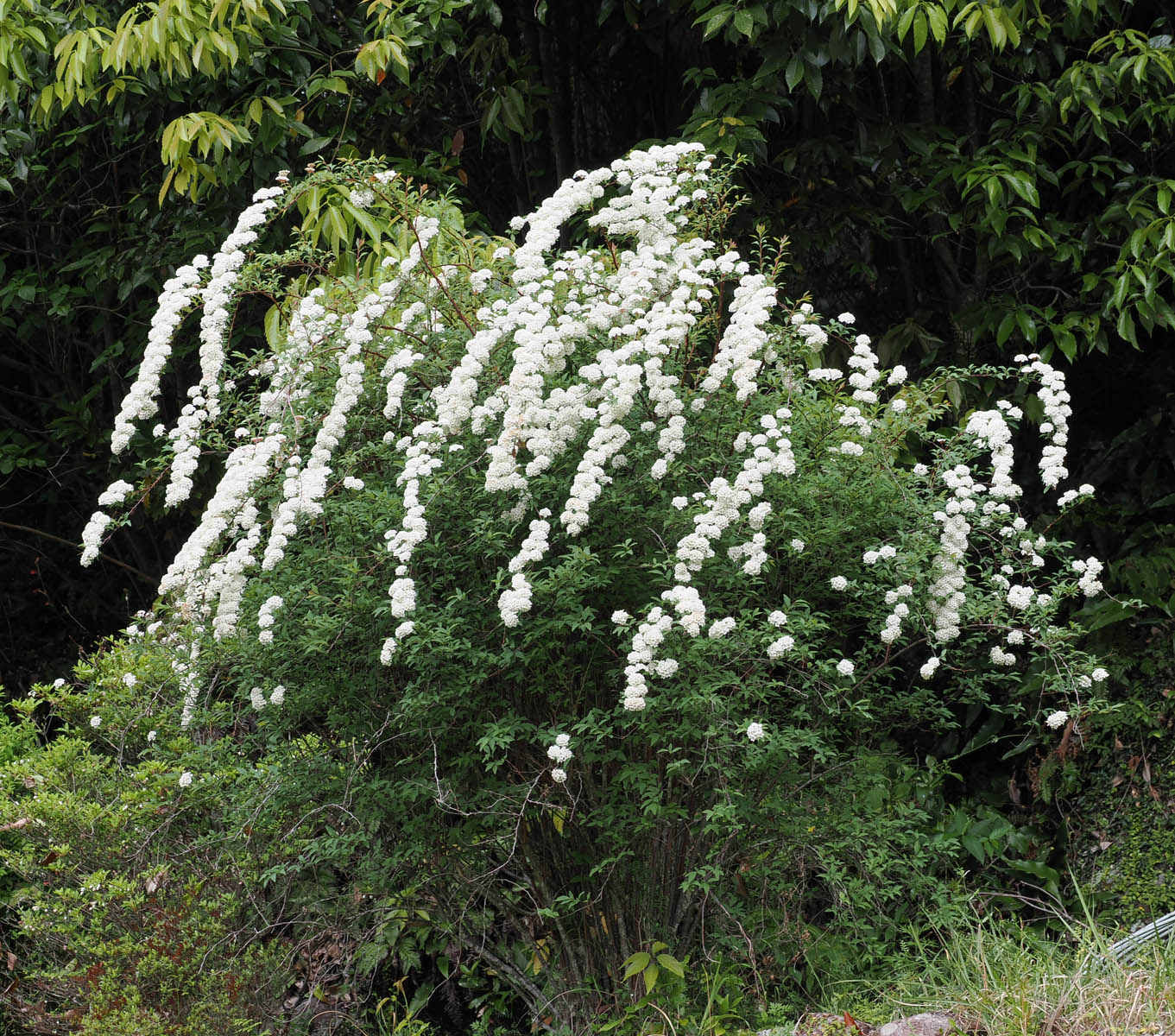 オオデマリの挿し木-その後