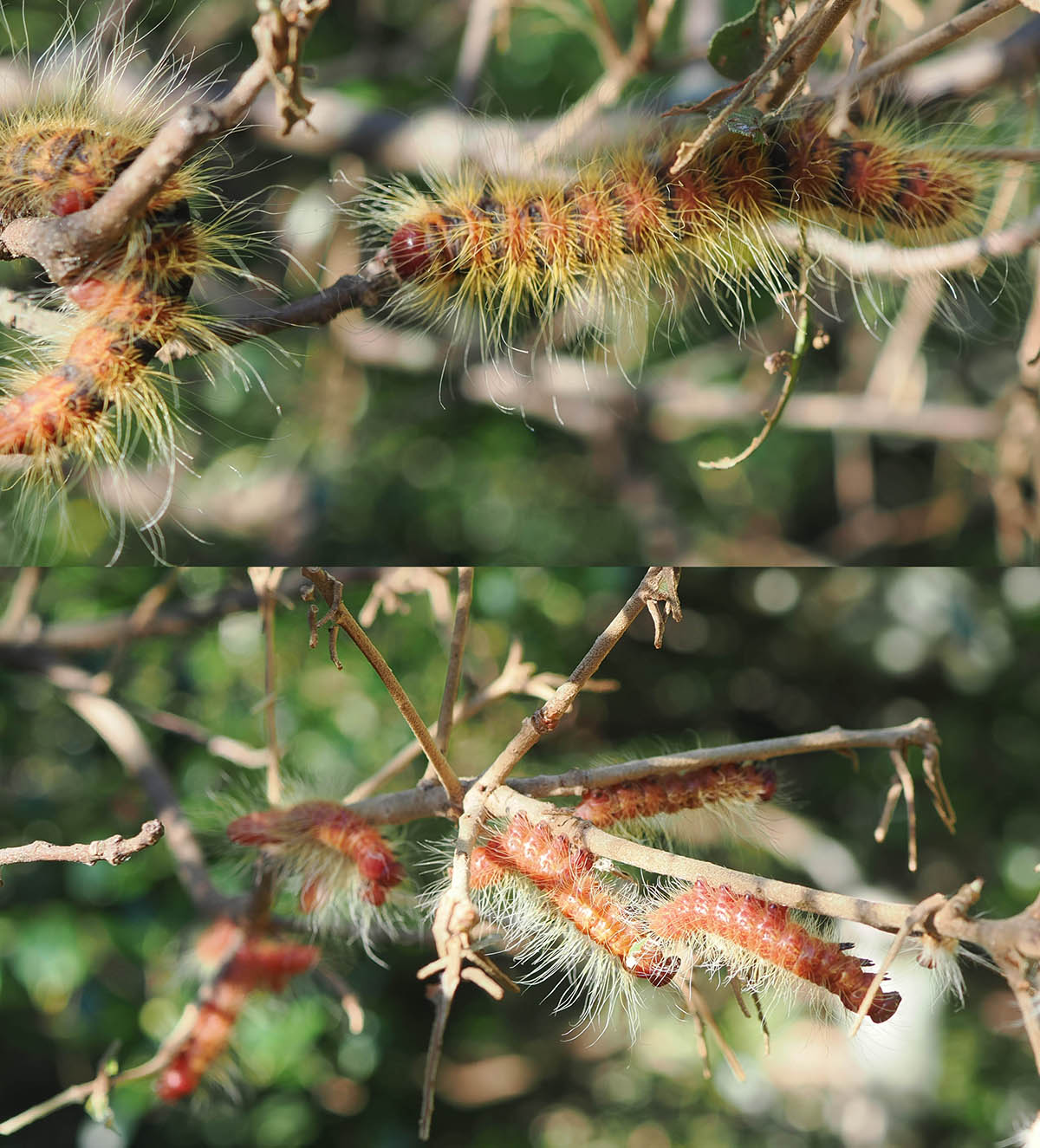 ウバメガシの災難