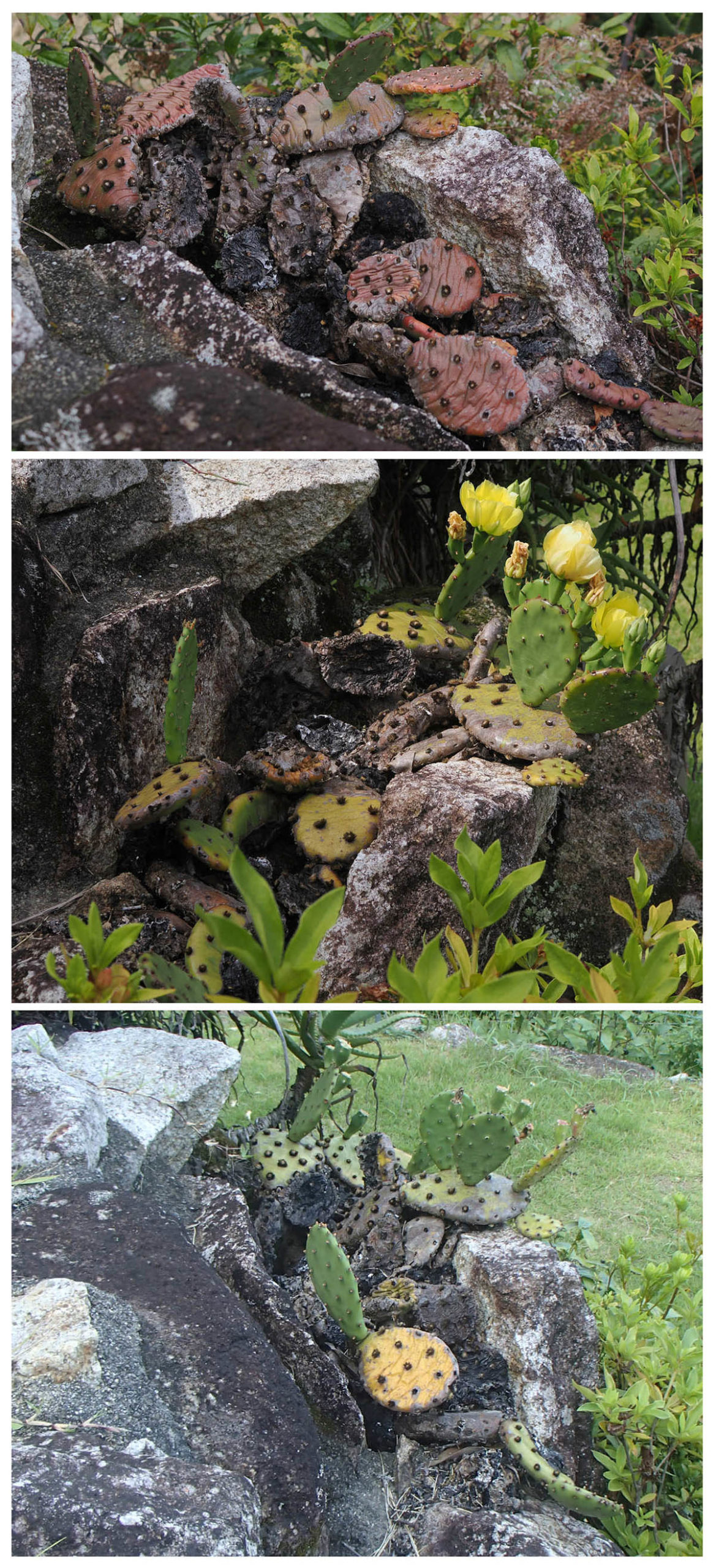 哀れなウチワサボテン