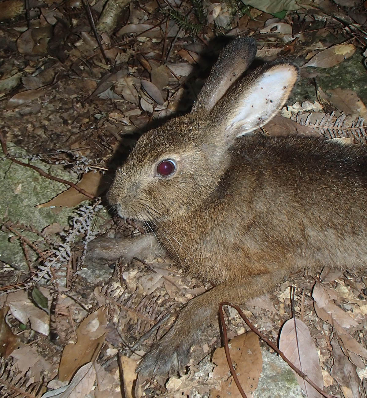 迷惑なニホンノウサギ