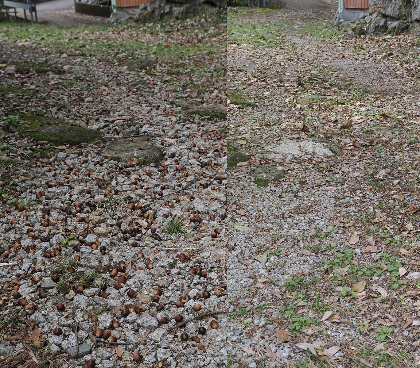 ドングリの豊凶と芽生え