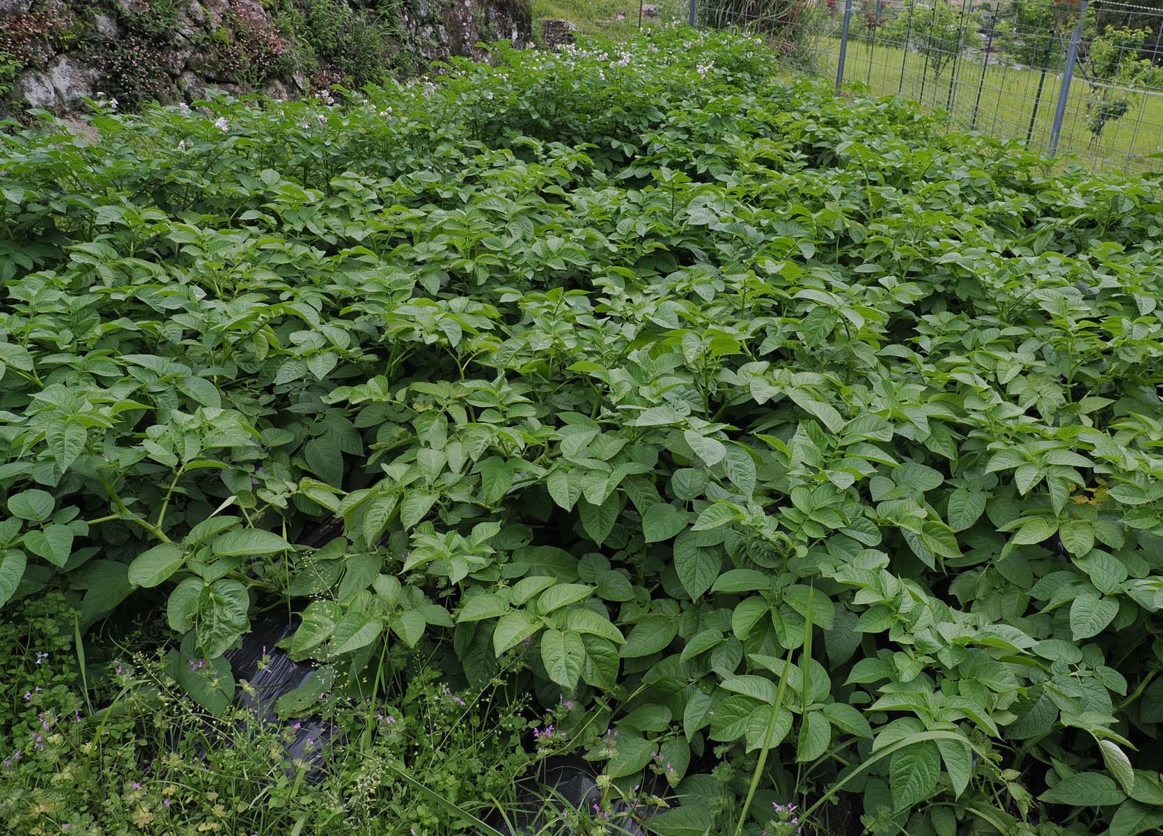 ジャガイモ収穫