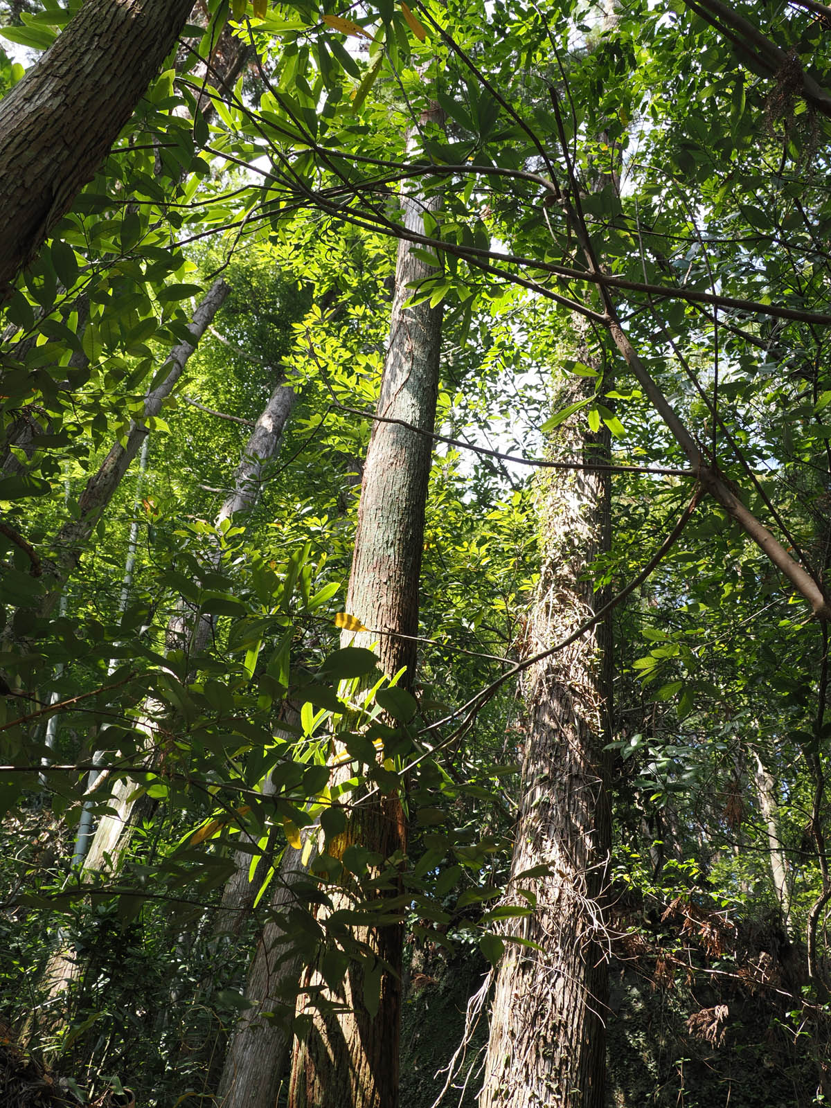 裏山の杉と檜の伐採