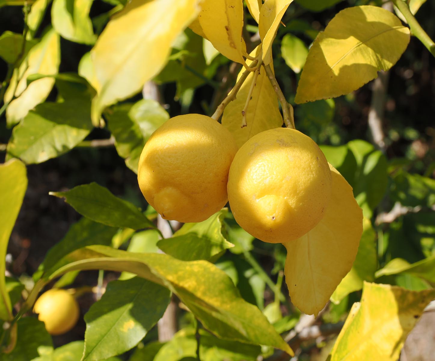 ホームページ事始め