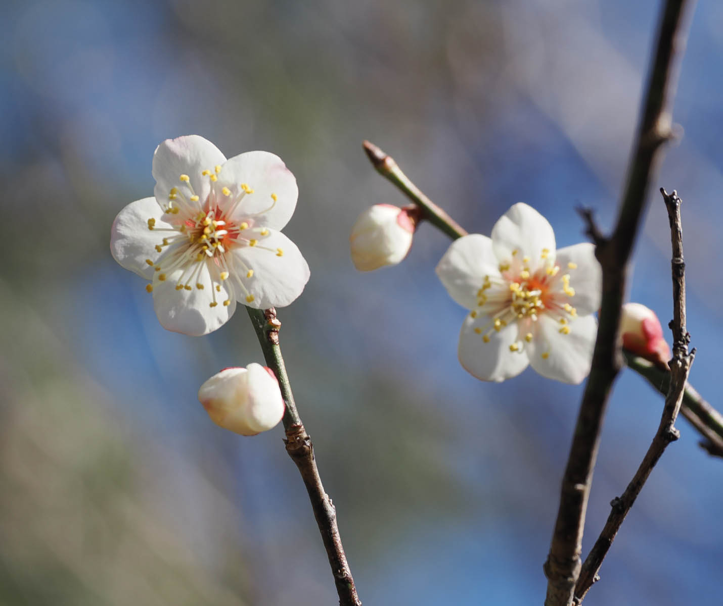 寒中お見舞い申しあげます